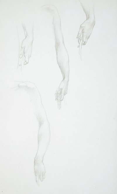 Studies of Arms and Hands; Study of Female Torso by Edward Burne-Jones