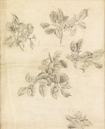 Study of apples, possibly for the background of 
