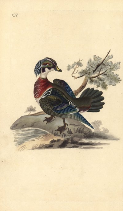 American Wood Duck, Aix sponsa by Edward Donovan