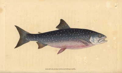 Arctic char, Salvelinus alpinus alpinus by Edward Donovan