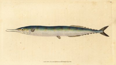 Atlantic saury, Scomberesox saurus saurus by Edward Donovan