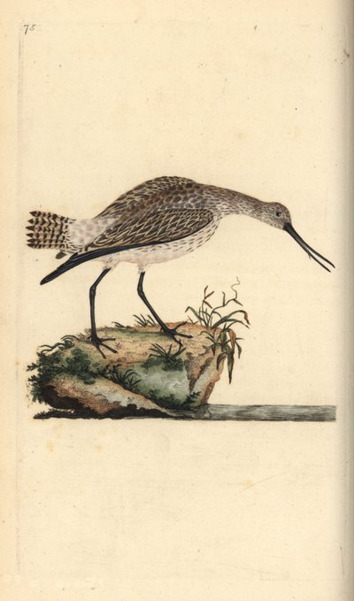 Bar-tailed Godwit, Limosa lapponica by Edward Donovan