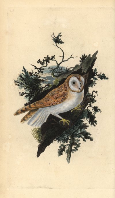 Barn Owl, Tyto alba by Edward Donovan