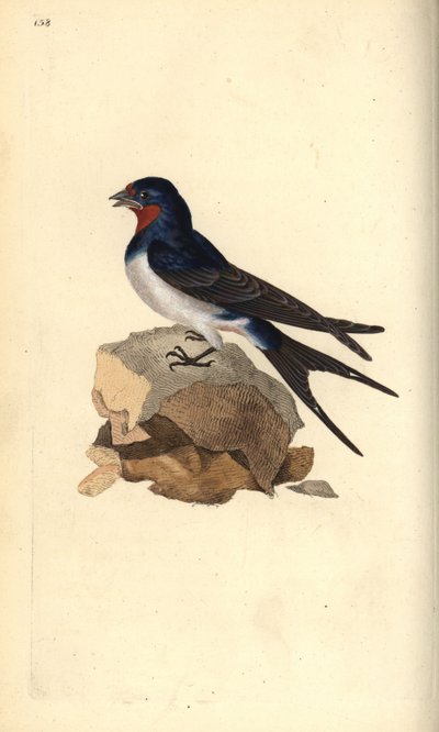 Barn Swallow, Hirundo rustica by Edward Donovan