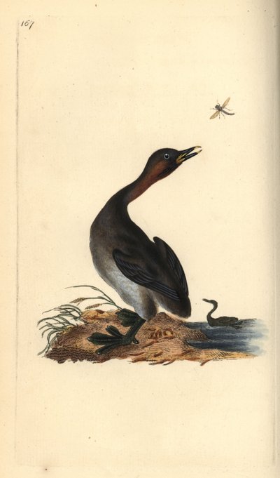 Black Chin Grebe by Edward Donovan