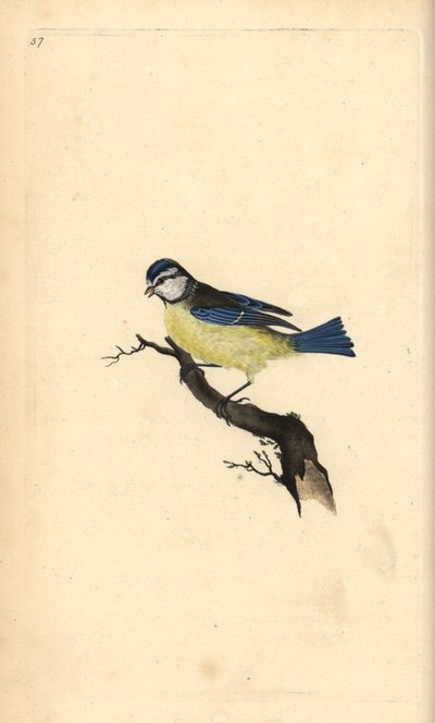 Blue Tit, Cyanistes caeruleus. Handcoloured copperplate from Natural History of British Birds, London by Edward Donovan