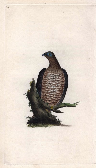 Honey Buzzard, Pernis apivorus. Copper engraving by Edward Donovan, published in Natural History of British Birds, London by Edward Donovan