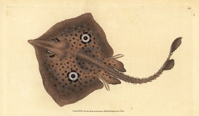 Brown Skate or Mirror Ray, Raja miraletus by Edward Donovan