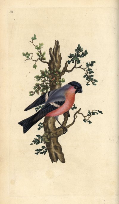 Bullfinch, Pyrrhula pyrrhula by Edward Donovan