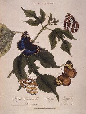 Butterflies: Papilio Erymanthis; Papilio Orythia; Papilio Polyxena; Papilio Leucothoe by Edward Donovan
