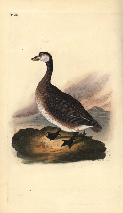 Canada Goose, Branta canadensis by Edward Donovan