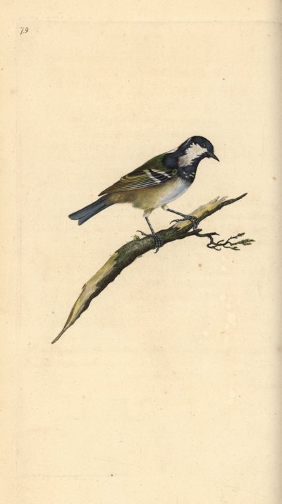 Coal tit, Periparus ater. Handcoloured copperplate from Natural History of British Birds, London by Edward Donovan
