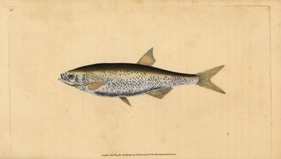 Common bleak, handcoloured copperplate drawn and engraved by Edward Donovan from his Natural History of British Fishes by Edward Donovan