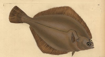 Common dab, Limanda limanda (Pleuronectes limanda). Handcoloured copperplate drawn and engraved by Edward Donovan from his Natural History of British Fishes, Donovan and F.C. and J. Rivington, London by Edward Donovan