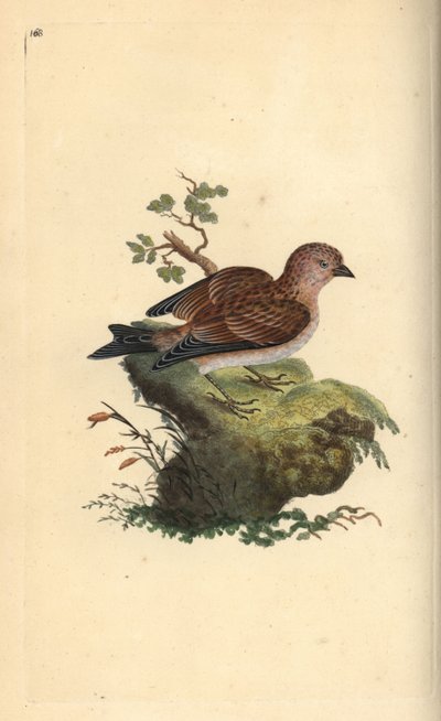 Common grey linnet, Carduelis cannabina (Handcoloured copperplate by Edward Donovan) by Edward Donovan