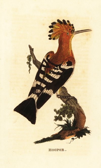 Common hoopoe by Edward Donovan