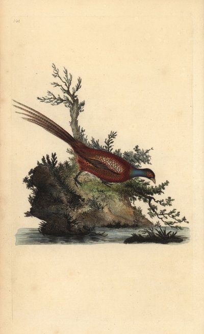 Common Pheasant by Edward Donovan