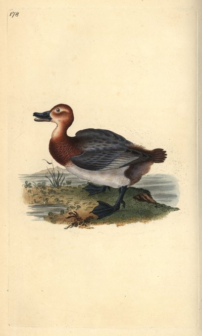 Common pochard or red-headed wigeon, Aythra ferina (female) by Edward Donovan