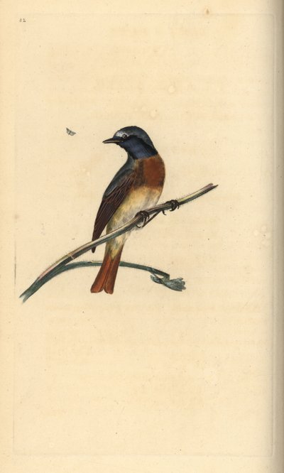 Common redstart, Phoenicurus phoenicurus. Handcoloured copperplate drawn and engraved by Edward Donovan from his own Natural History of British Birds, London by Edward Donovan