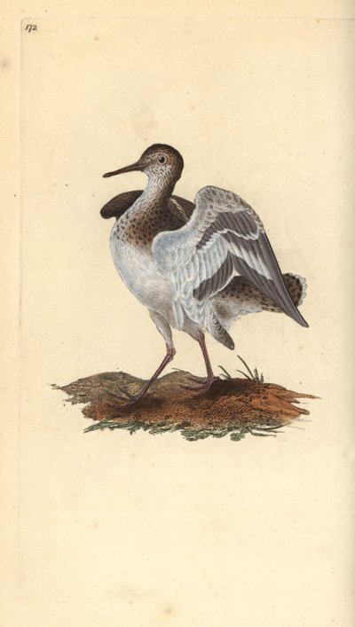Common Sandpiper, Actitis hypoleucos. Handcoloured copperplate drawn and engraved by Edward Donovan from his Natural History of British Birds, London by Edward Donovan