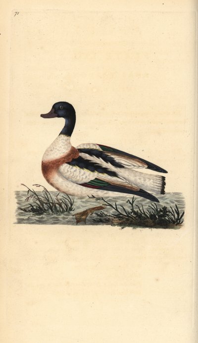 Common Shelduck by Edward Donovan