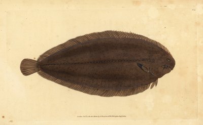 Common Sole or Dover Sole, Solea solea (Pleuronectes solea). Handcoloured Copperplate Drawn and Engraved by Edward Donovan from His Natural History of British Fishes, Donovan and F.C. and J. Rivington, London by Edward Donovan