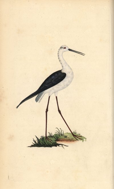 Common stilt, Himantopus himantopus by Edward Donovan