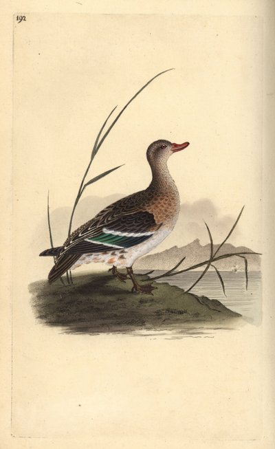 Common Teal, Anas crecca, female. Handcoloured copperplate from Natural History of British Birds, London by Edward Donovan