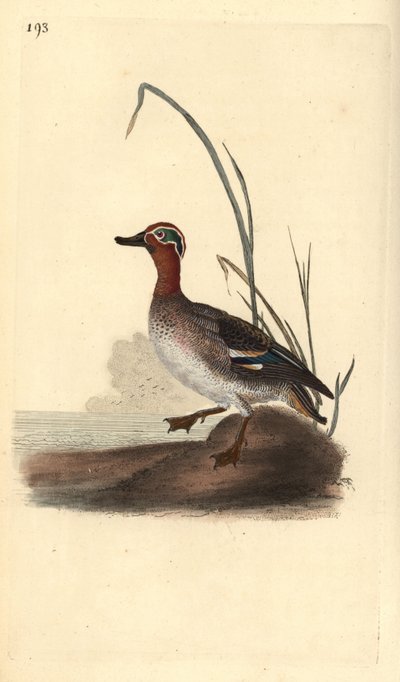 Common Teal (Male) by Edward Donovan