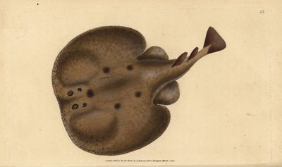 Common torpedo or eyed electric ray, Raja torpedo. Handcoloured copperplate from Natural History of British Fishes, Donovan and F.C. and J. Rivington, London by Edward Donovan