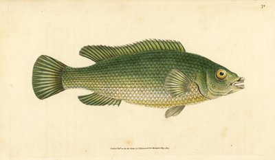 Cuckoo wrasse, Labrus mixtus (Streaked wrasse, Labrus lineatus). Handcoloured copperplate drawn and engraved by Edward Donovan from his Natural History of British Fishes, Donovan and F.C. and J. Rivington, London by Edward Donovan