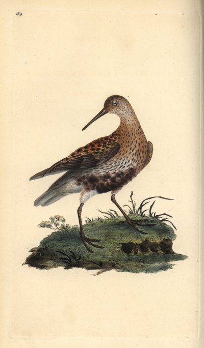 Dunlin, Calidris alpina by Edward Donovan