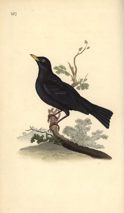 Eurasian Blackbird, Turdus merula by Edward Donovan