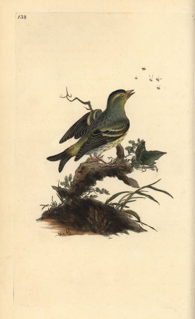 Eurasian Siskin, Carduelis spinus by Edward Donovan