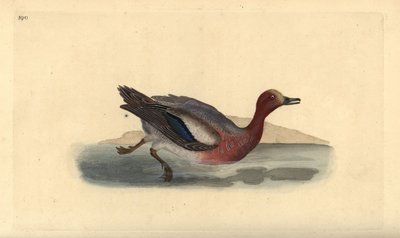 Eurasian Wigeon, Anas penelope by Edward Donovan