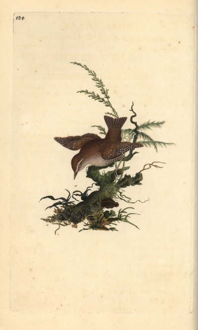 Eurasian Wren, Troglodytes troglodytes by Edward Donovan