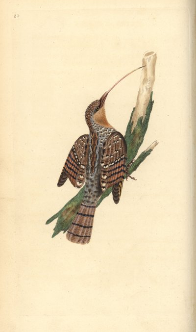 Eurasian wryneck, Jynx torquilla. Handcoloured copperplate drawn and engraved by Edward Donovan from his own Natural History of British Birds, London by Edward Donovan