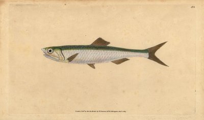 European Anchovy, Handcoloured Copperplate by Edward Donovan from 