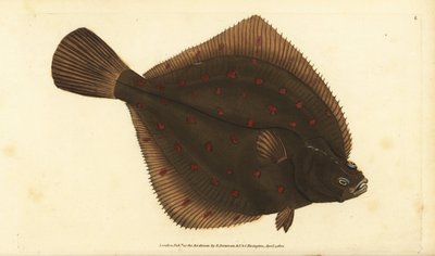 European pleuronectes platessa by Edward Donovan