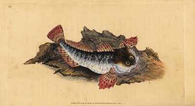 Father lasher or sea scorpion, handcoloured copperplate drawn and engraved by Edward Donovan from his Natural History of British Fishes by Edward Donovan