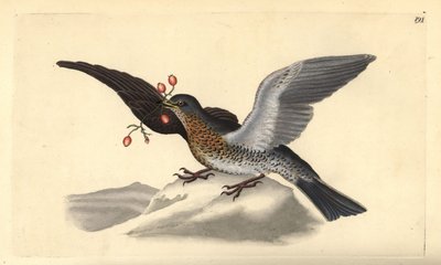 Fieldfare, Turdus Pilaris. Handcoloured Copperplate Drawn and Engraved by Edward Donovan from His Own 