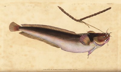 Fivebeard Rockling, Ciliata mustela (Five-bearded Cod Fish, Gadus mustela). Handcoloured Copperplate Drawn and Engraved by Edward Donovan from His Natural History of British Fishes, Donovan and F.C. and J. Rivington, London by Edward Donovan