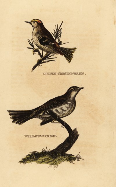 Goldcrest, Regulus regulus, and Willow Warbler, Phylloscopus trochilus by Edward Donovan