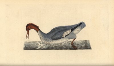 Goosander, Mergus merganser, Female. Handcoloured copperplate drawn and engraved by Edward Donovan from his Natural History of British Birds, London by Edward Donovan