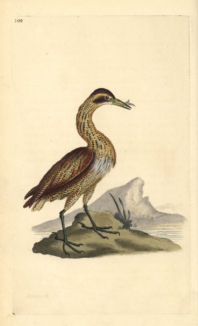 Great Bittern, Botaurus stellaris. Handcoloured copperplate from Natural History of British Birds, London by Edward Donovan