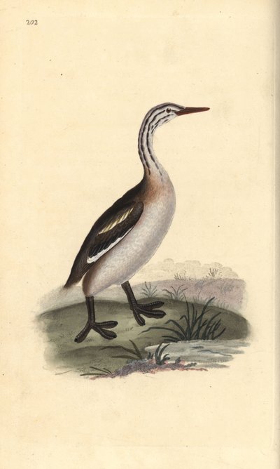 Great Crested Grebe, Podiceps Cristatus. Handcoloured Copperplate Drawn and Engraved by Edward Donovan from His Own 