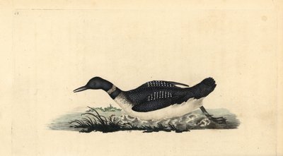 Great Northern Loon, Gavia immer by Edward Donovan