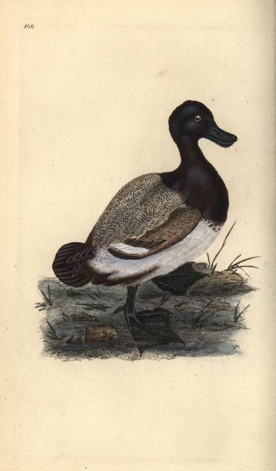 Greater scaup duck, Aythya marila by Edward Donovan