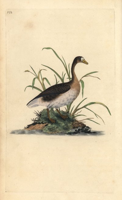 Greater White-fronted Goose, Anser albifrons. Handcoloured copperplate from Natural History of British Birds, London by Edward Donovan
