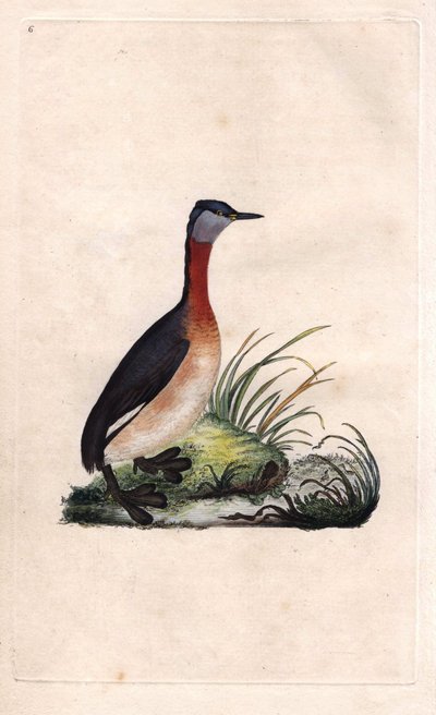 Grebe Cheerful, Podiceps grisegena by Edward Donovan
